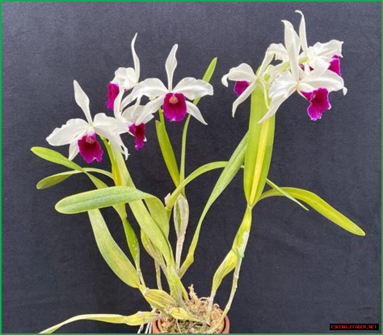 A Guide To Growing And Appreciating This Enchanting Orchid